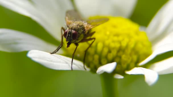 Voar sobre a flor. Fechar. — Vídeo de Stock