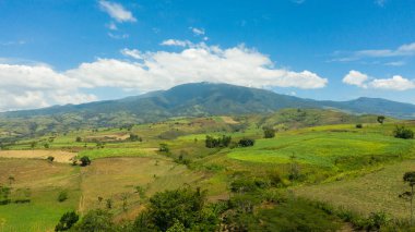 Filipinler 'de tarım arazisi.