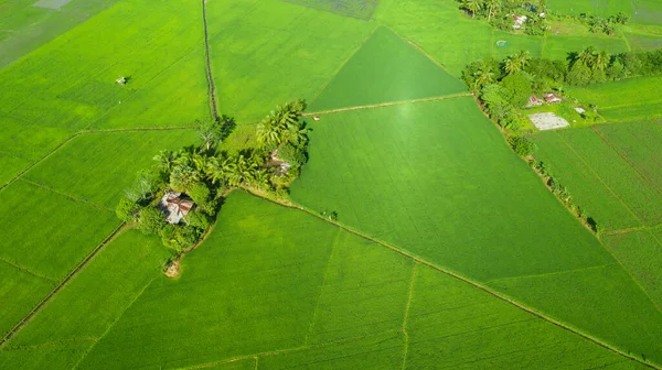 Zemědělská krajina v Asii. — Stock fotografie