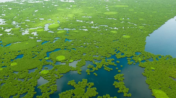 Lake met mangroven op het eiland Mindanao, Filipijnen. — Stockfoto