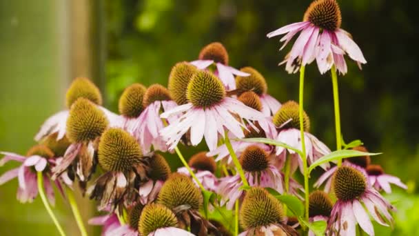 Echinacea flor púrpura. — Vídeos de Stock