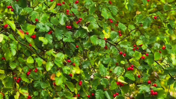 Hawthorn bush naložený bobulemi. — Stock video