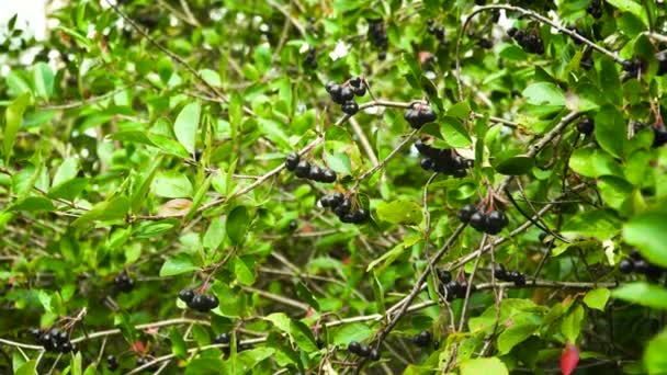アロニア、ブラックチョークベリー、ソルバローニアmitschuriniiの枝は秋に熟した果実を持ちます. — ストック動画