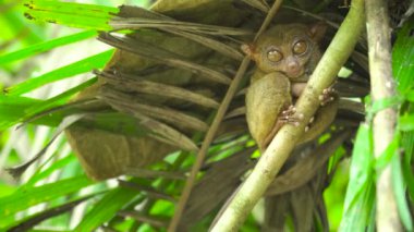 Yağmurlu ormanda daha Tarsier. Bohol, Filipinler.