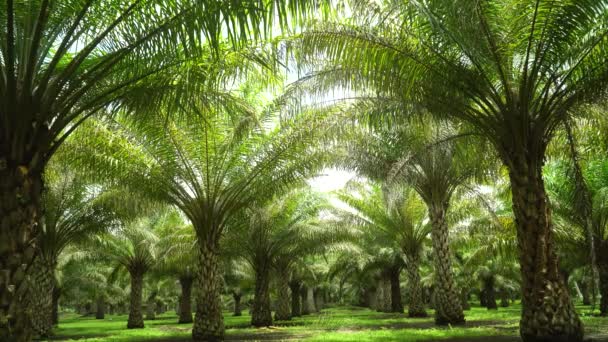 Paesaggio tropicale con palmeto. — Video Stock