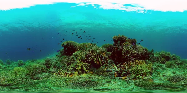 Barriera corallina e pesce tropicale. Filippine. Vista a 360 gradi. — Foto Stock