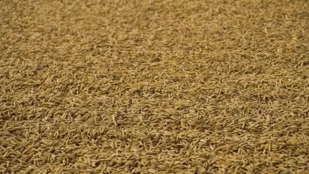 Secado de arroz con cáscara al aire libre. — Vídeos de Stock