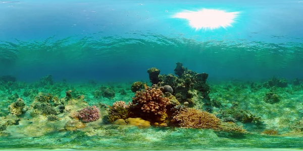 Arrecife de coral y peces tropicales. Filipinas. Vista de 360 grados. —  Fotos de Stock