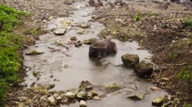 Nehirdeki Asya boğası. Filipinler.