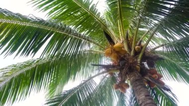 Hindistan cevizli hindistan cevizi ağacı..