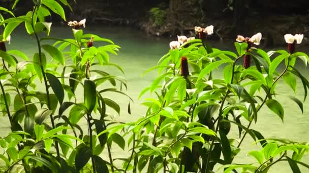 Rivier in het regenwoud. — Stockvideo