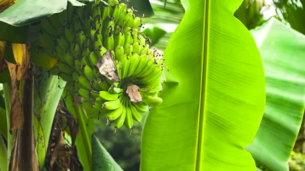 Ovoce banánů na banánovém stromě. — Stock video