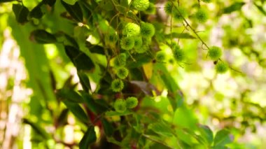 Ağaçta yeşil Rambutan.