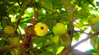 Daldaki Guava meyvesi.