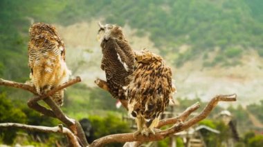 Baykuşlar dalda. Java, Endonezya.