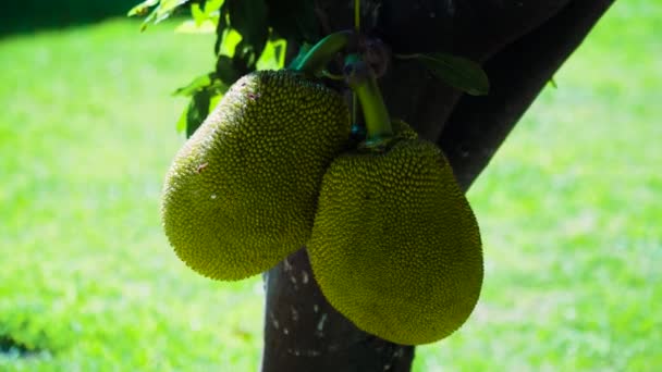 Jackfruit sur l'arbre. — Video