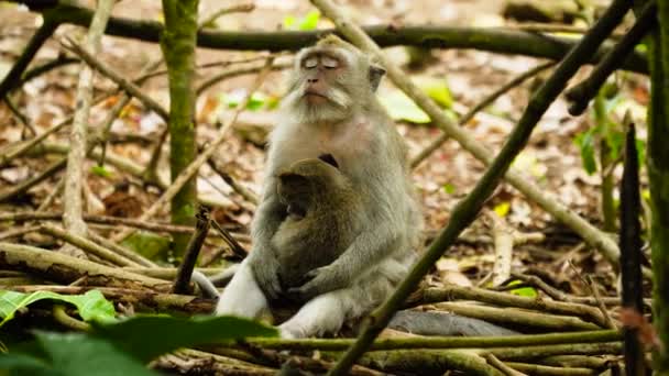 Monkeys in the forest in Bali. — Stock Video