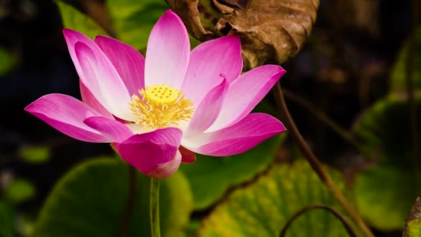 Pink Lotus flower. — Stock Video