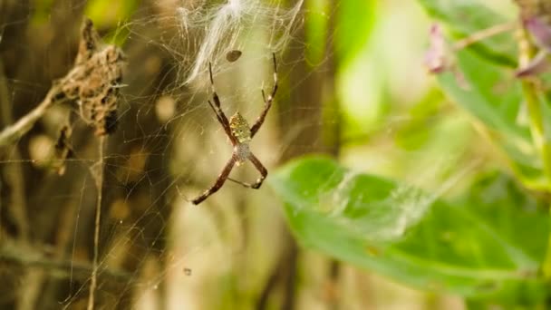Spider zit in zijn web. — Stockvideo