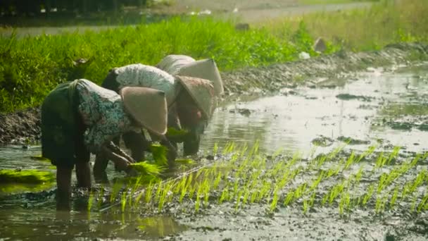 Trabajadores de una plantación de arroz. — Vídeo de stock