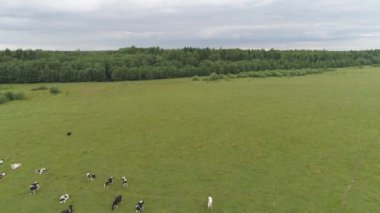 İnekler otlakta otlar.