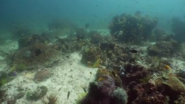 Suyun altında balıklı mercan kayalıkları. Camiguin, Filipinler