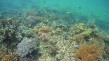 Mercan resifi ve tropikal balıklar su altında. Camiguin, Filipinler