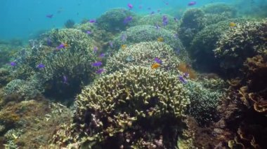 Mercan resiflerinin sualtı dünyası.