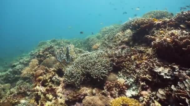 Коралловый риф с рыбой под водой. Камиген, Филиппины — стоковое видео