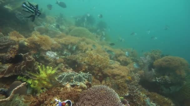 Arrecife de coral con peces bajo el agua. Camiguin, Filipinas — Vídeos de Stock