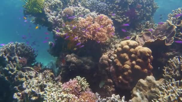 Koraalrif en tropische vissen onder water. Camiguin, Filipijnen — Stockvideo