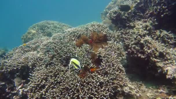 Κοραλλιογενής ύφαλος και ψάρια υποβρύχια. — Αρχείο Βίντεο
