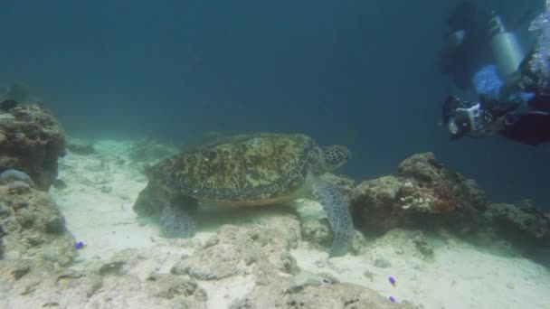 Tortuga marina verde bajo el agua en Filipinas. — Vídeos de Stock