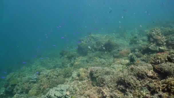 Koraalrif en tropische vissen onder water. Camiguin, Filipijnen — Stockvideo