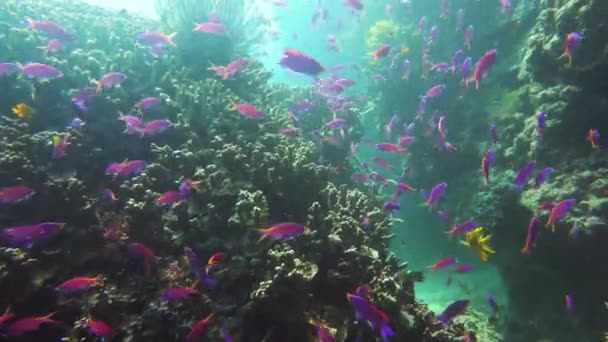 Korallenriff mit Fischen unter Wasser. Camiguin, Philippinen — Stockvideo