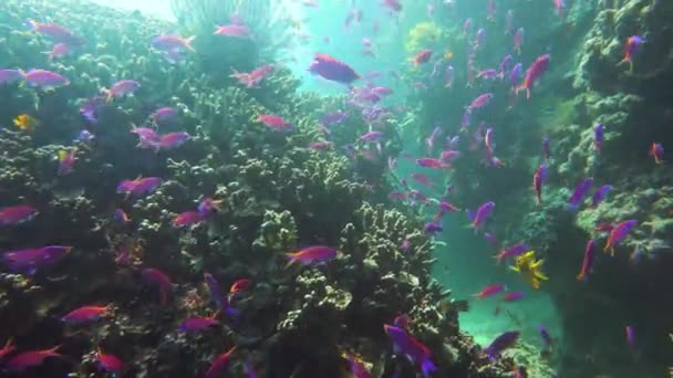 Recifes de coral com peixes subaquáticos. Camiguin, Filipinas — Vídeo de Stock