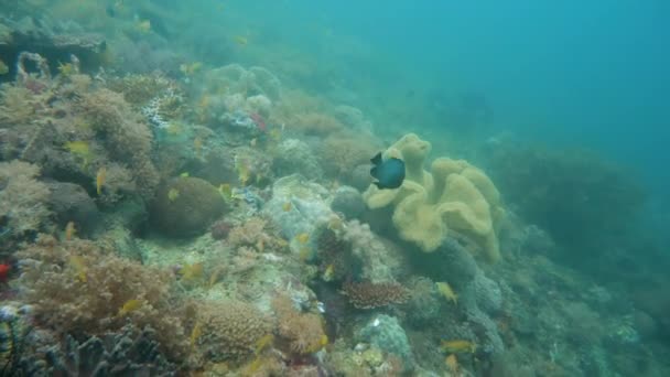 Arrecife de coral y peces tropicales. Camiguin, Filipinas — Vídeo de stock