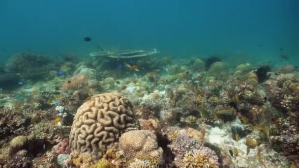 Кораловий риф з рибою під водою. Камігуїн (Філіппіни) — стокове відео