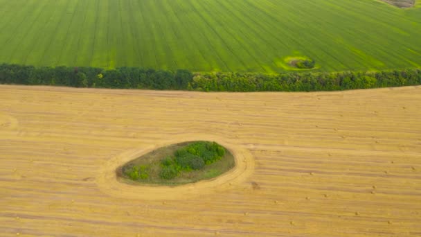 Campo con pajar después de la cosecha. Paisaje rural. — Vídeos de Stock