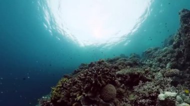 Mercan kayalıkları ve tropikal balıklar. Panglao, Filipinler.