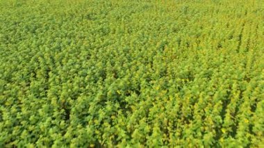 Ayçiçekli yaz manzarası.