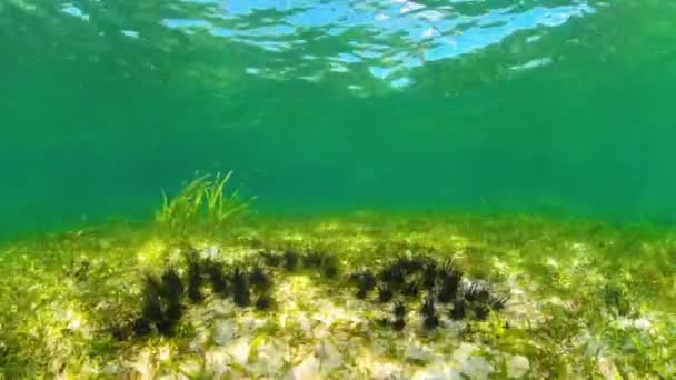 Морські їжаки в чистій воді . — стокове відео