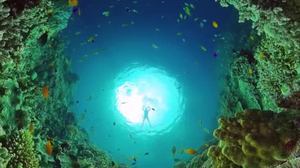 산호초의 수중 세계입니다. 필리핀, 팡 글 라오. — 비디오