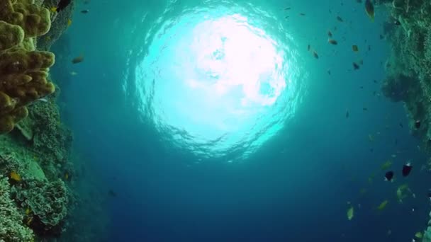 サンゴ礁の水中世界。フィリピンのパングラオ. — ストック動画