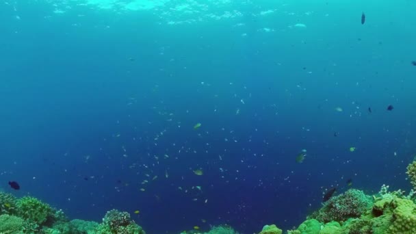 Recifes de corais e peixes tropicais subaquáticos. Bohol, Panglao, Filipinas. — Vídeo de Stock