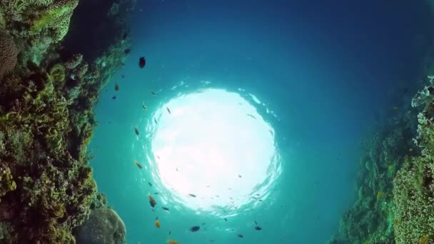 O mundo subaquático de um recife de coral. Panglao, Filipinas. — Vídeo de Stock