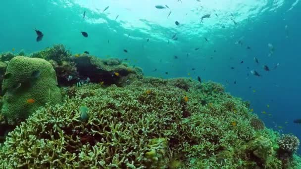 Mercan kayalıkları ve tropikal balıklar. Panglao, Filipinler. — Stok video