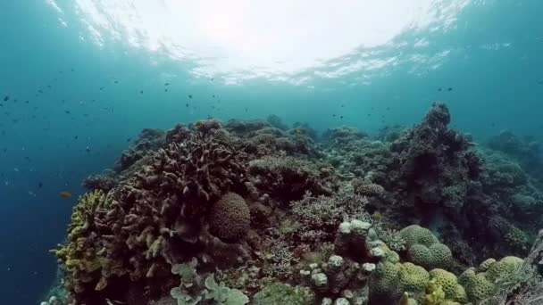 Arrecife de coral y peces tropicales. Bohol, Filipinas. — Vídeo de stock