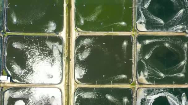 Farmaření krevet na Filipínách. — Stock video