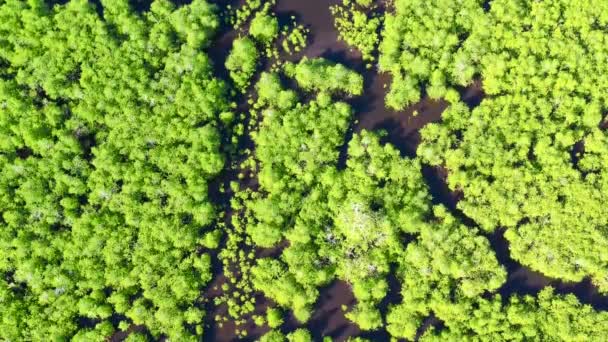 Des mangroves vertes. Mindanao, Philippines. — Video
